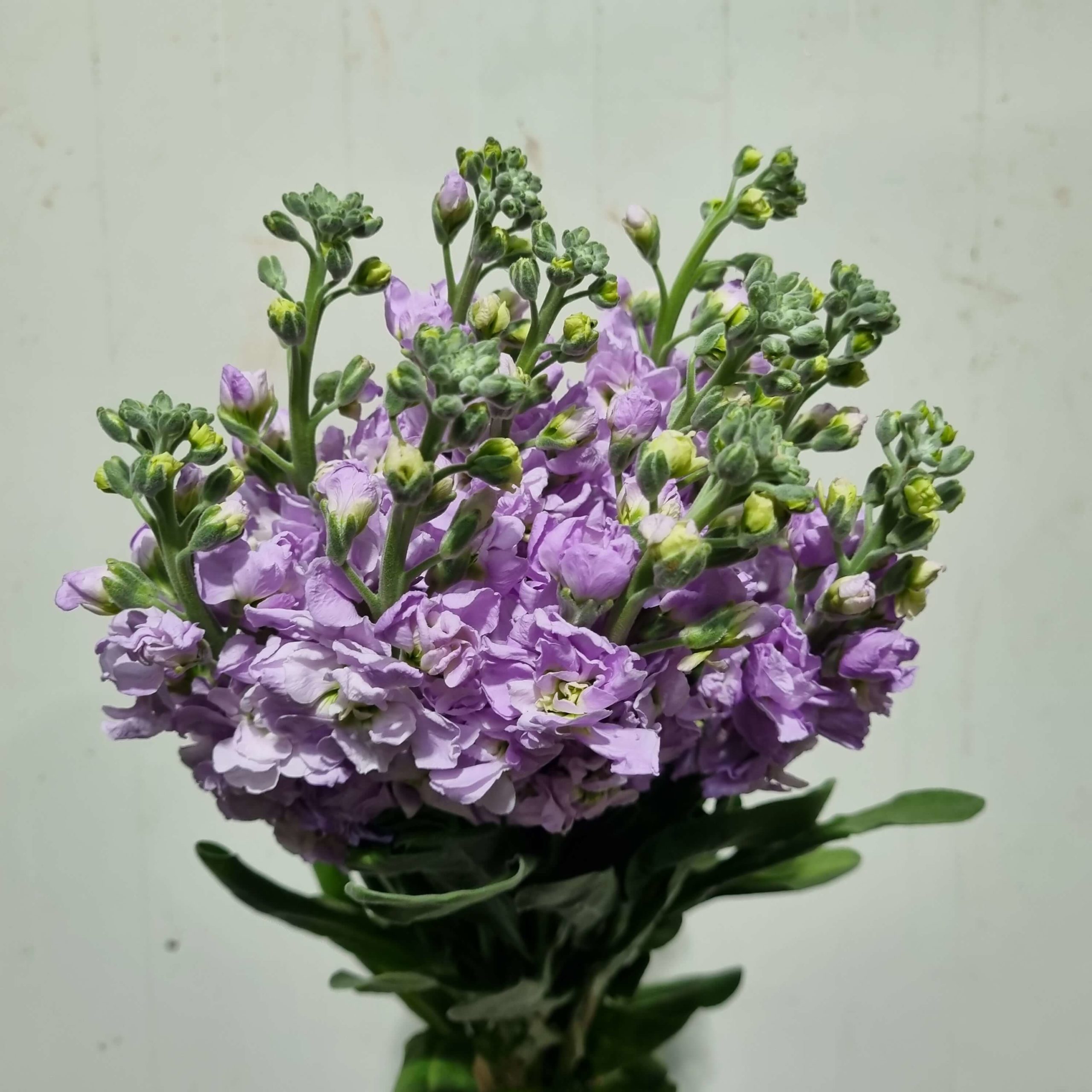 Matthiola Lilac – China