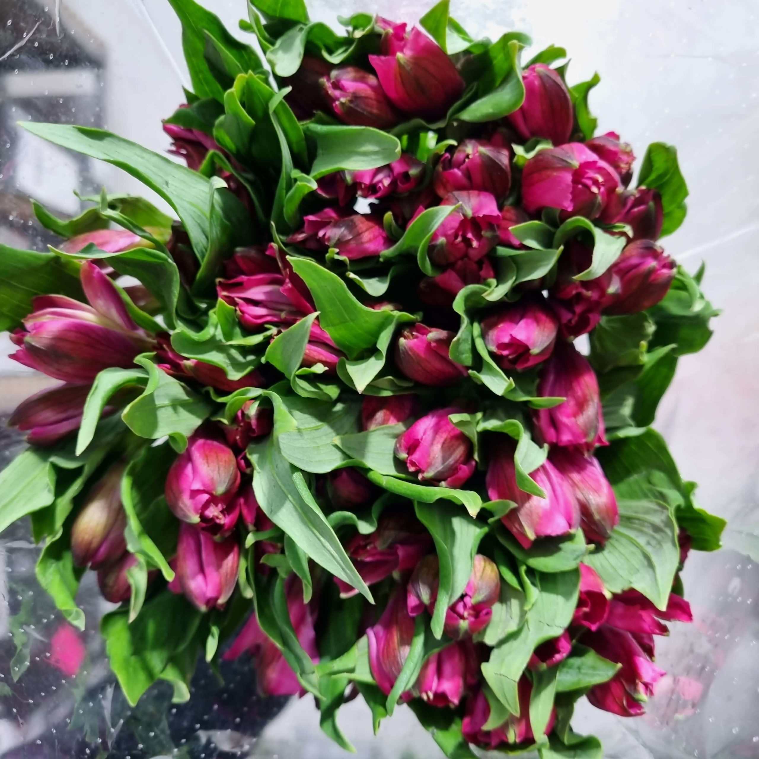 Alstroemeria HotPink – Colombia