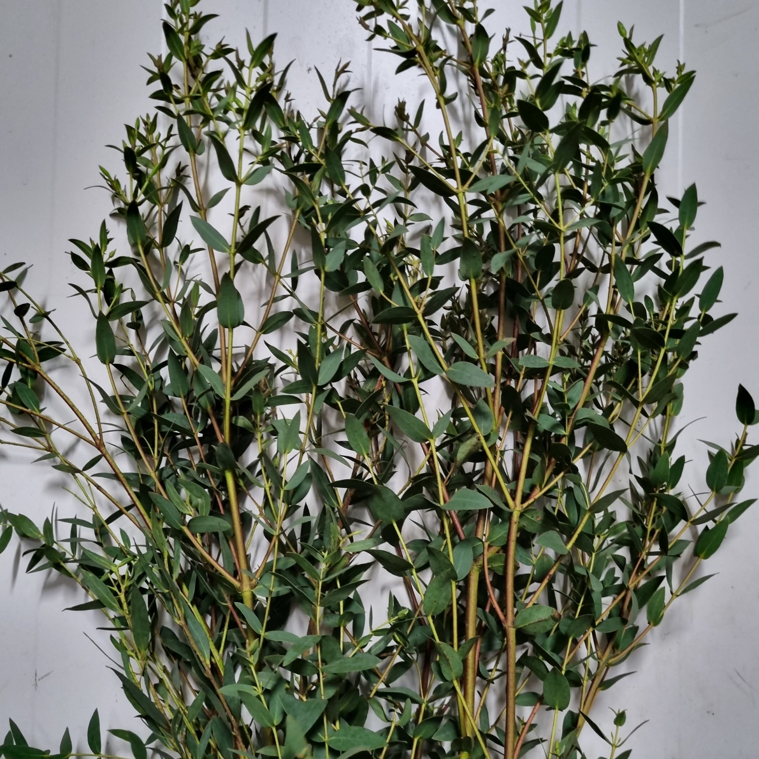 Eucalyptus parvifolia – China