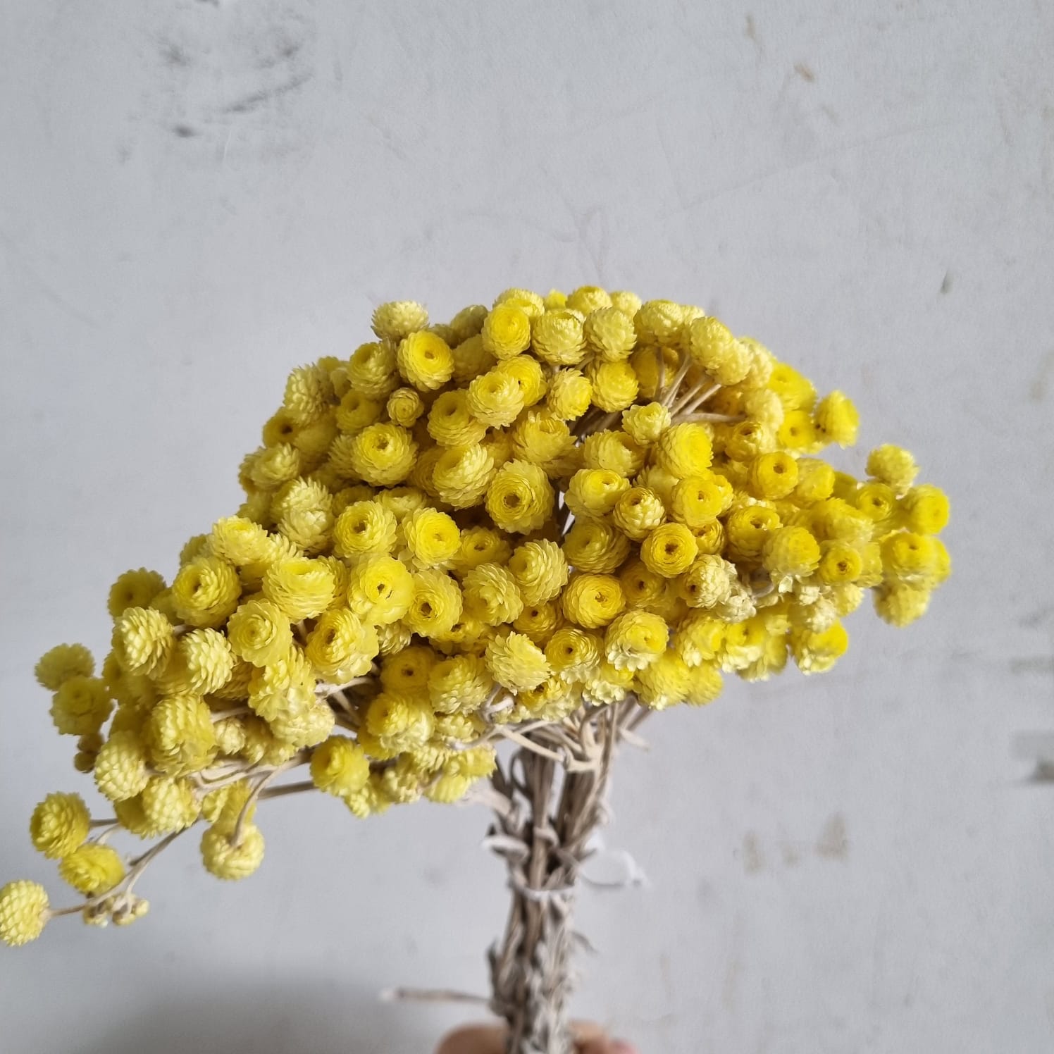 Dried Helichrysum Yellow – Italy