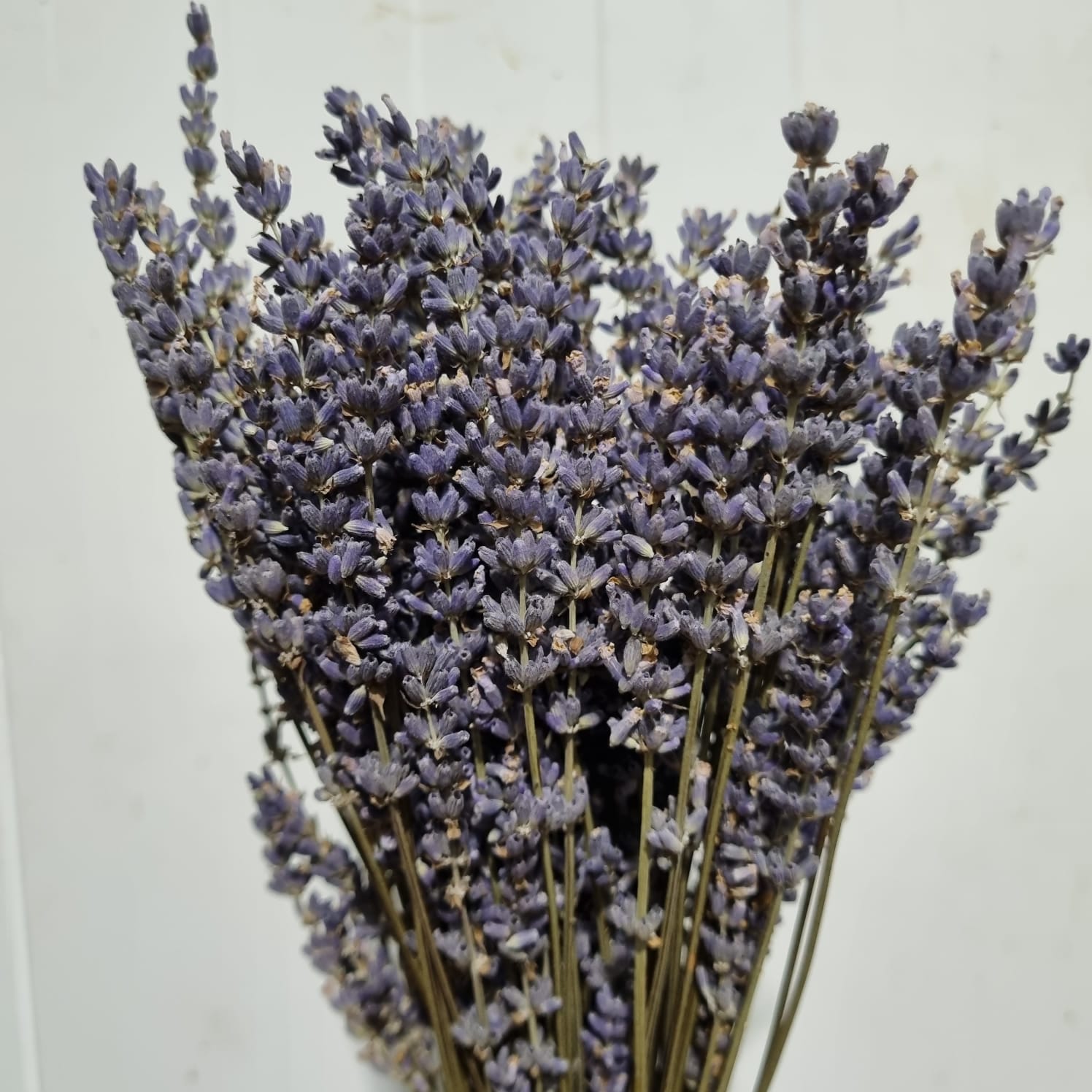 Dried Lavender – Italy