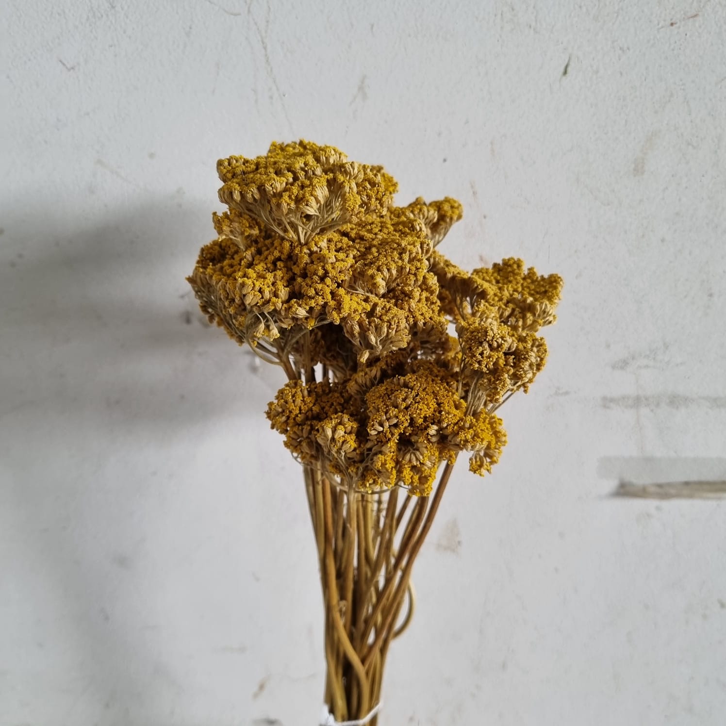 Dried Achillea Yellow – Italy