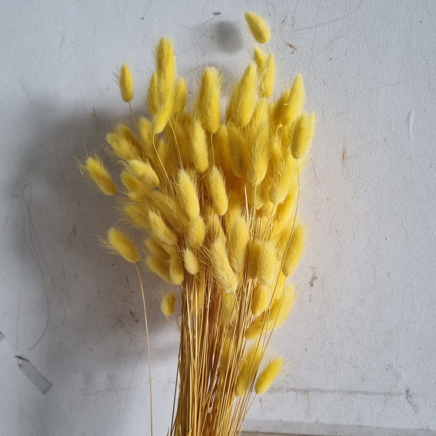 Lagurus Yellow – Italy