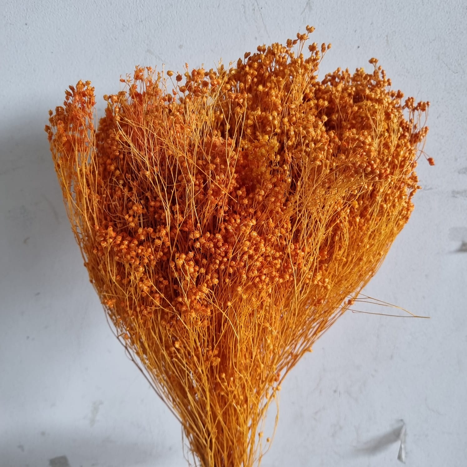 Brooms press Orange – Italy