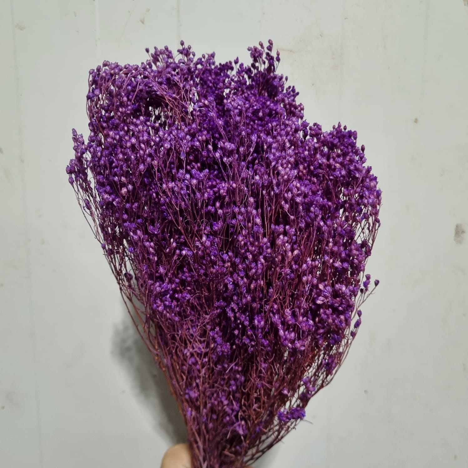 Brooms press purple – Italy