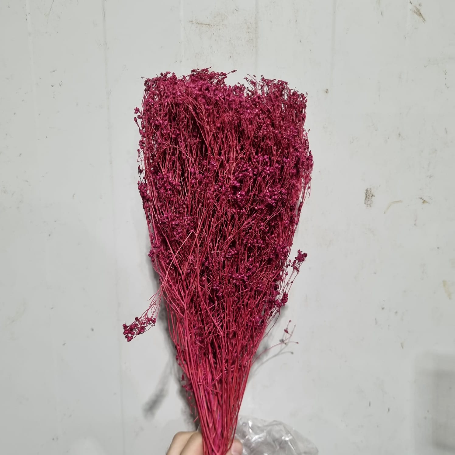 Brooms press Burgundy – Italy