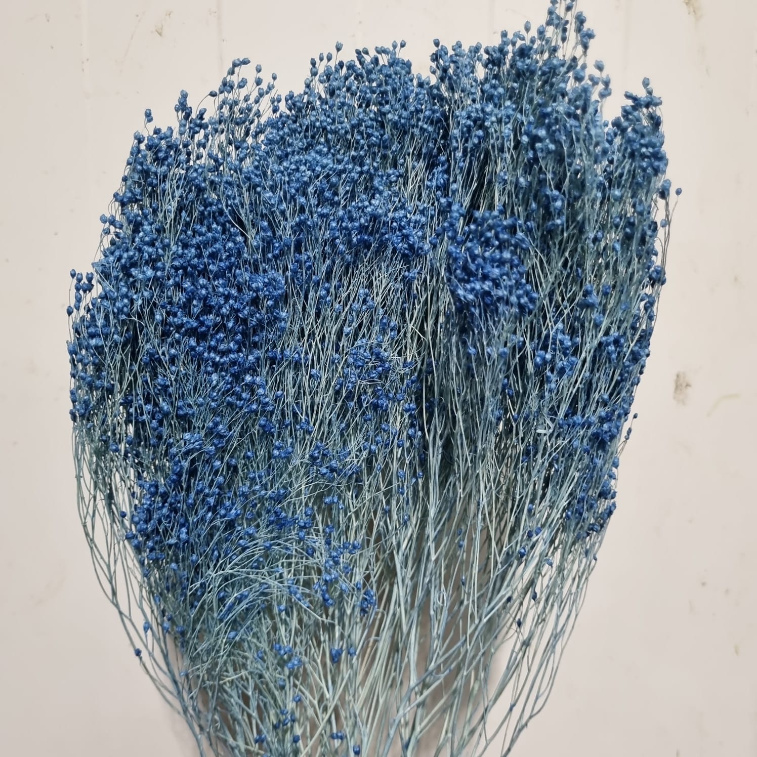 Brooms press Blue – Italy