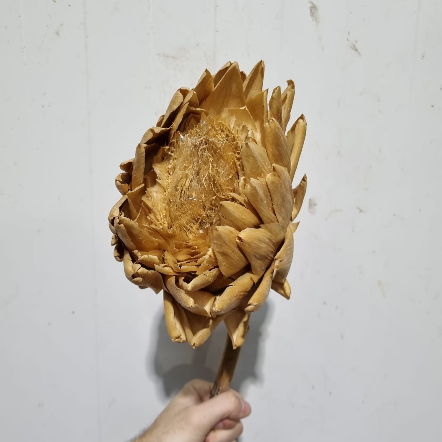 Dried Artichoke – Italy