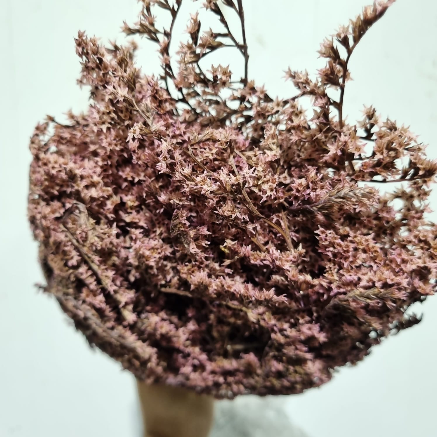 Tartarica Lilac – Italy