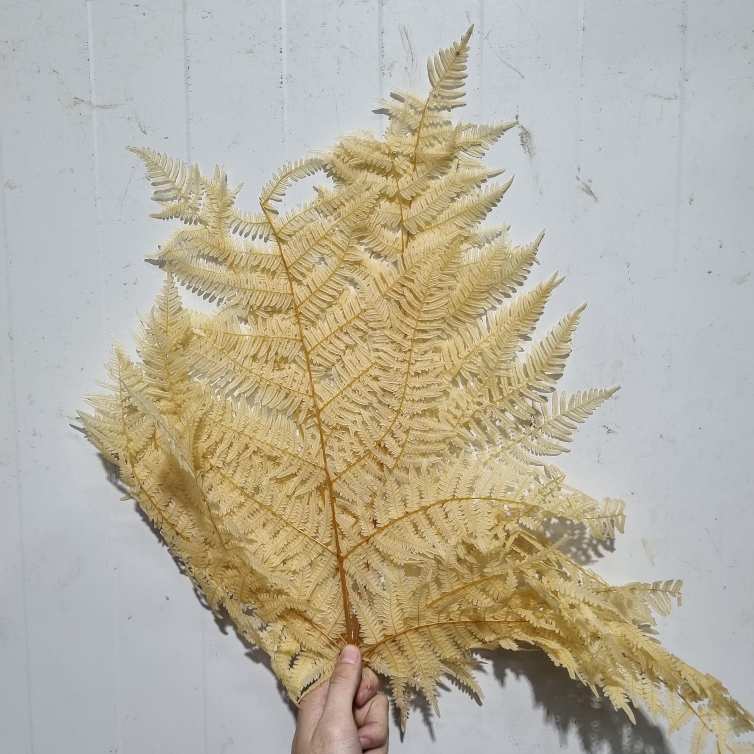 Big Fern Bleached Cream – Italy