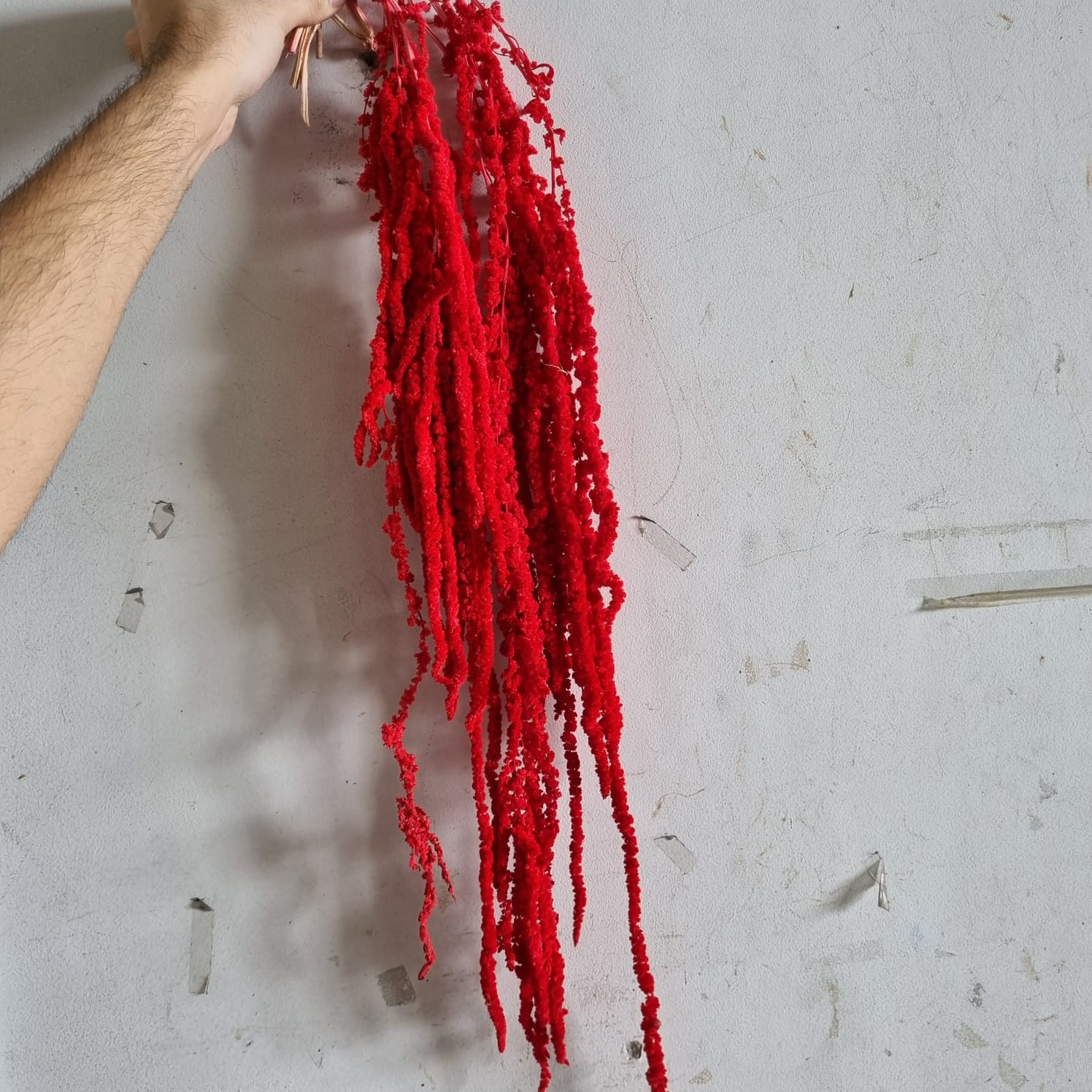 Amaranthus Red – Italy