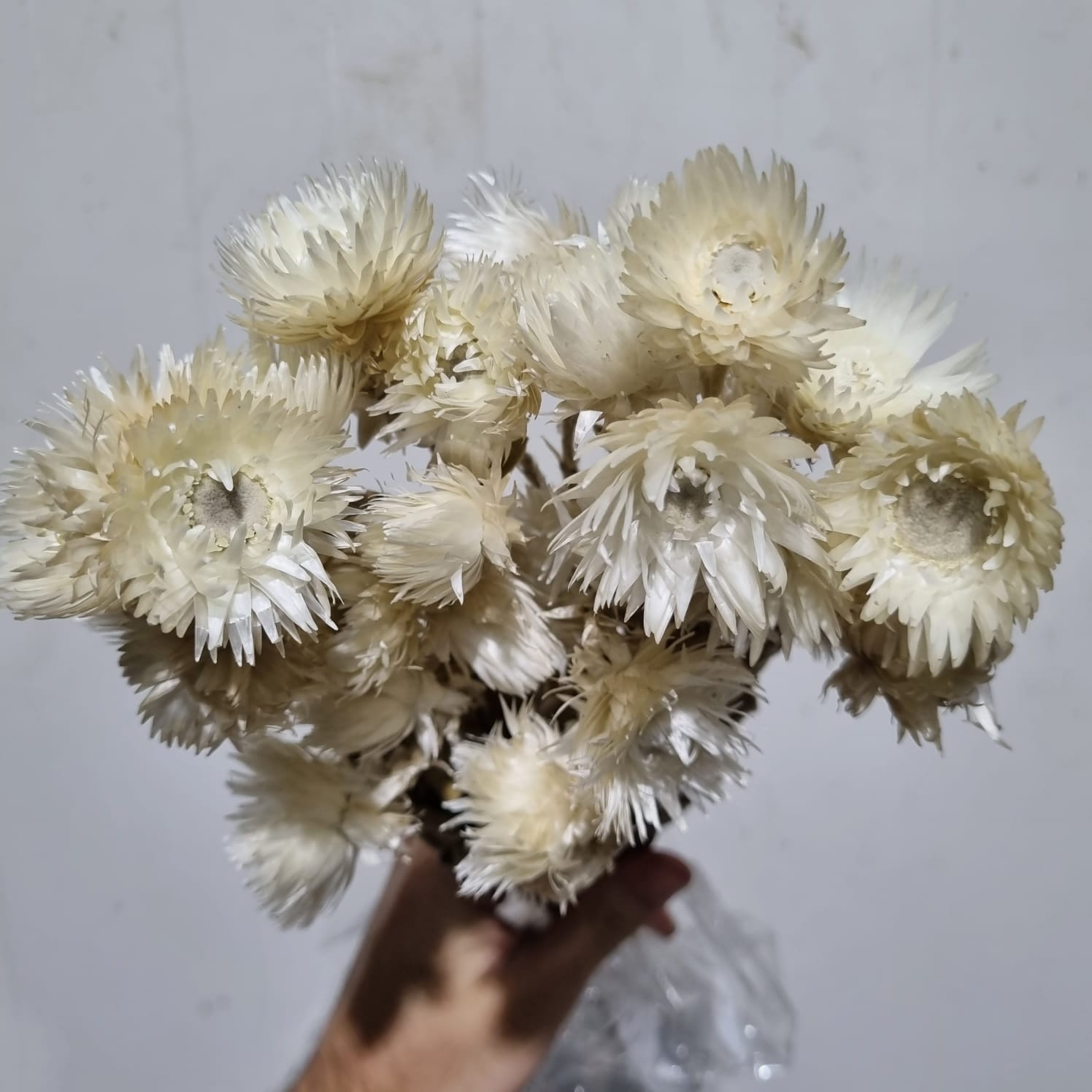 Helichrysum Capblumen White – Italy