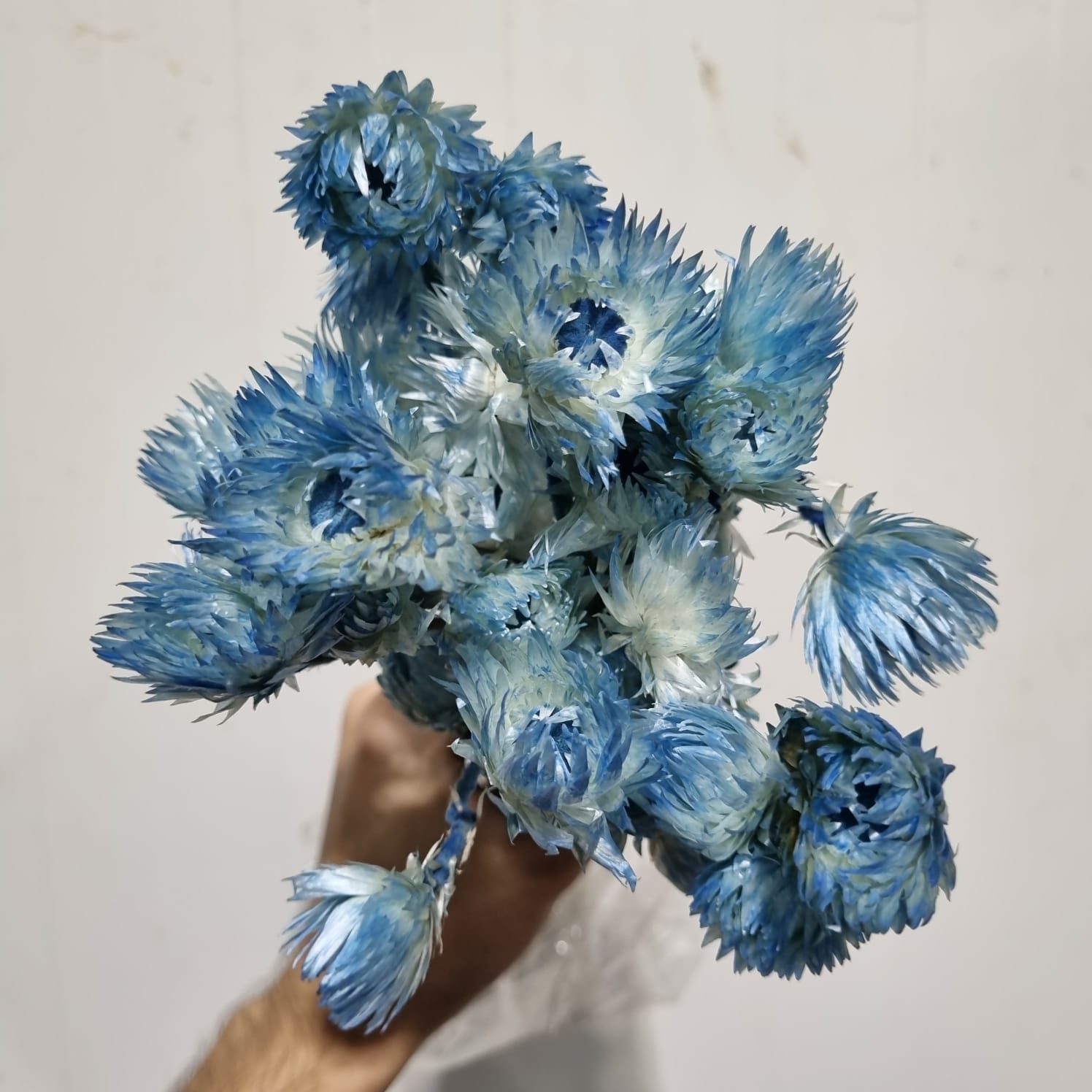 Helichrysum Capblumen Blue – Italy