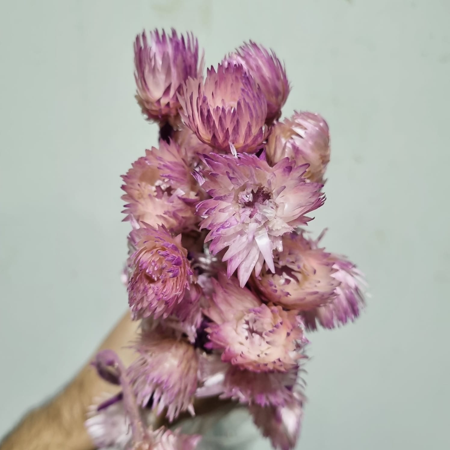 Helichrysum Capbluemen Lilac – Italy