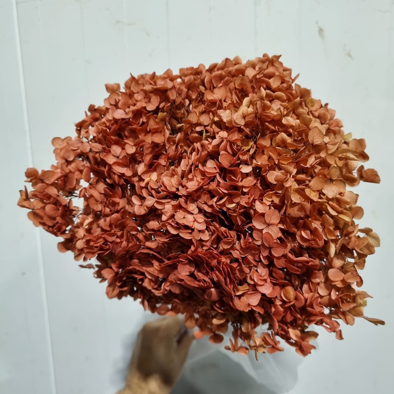 Preserved Hydrangea Orange – China