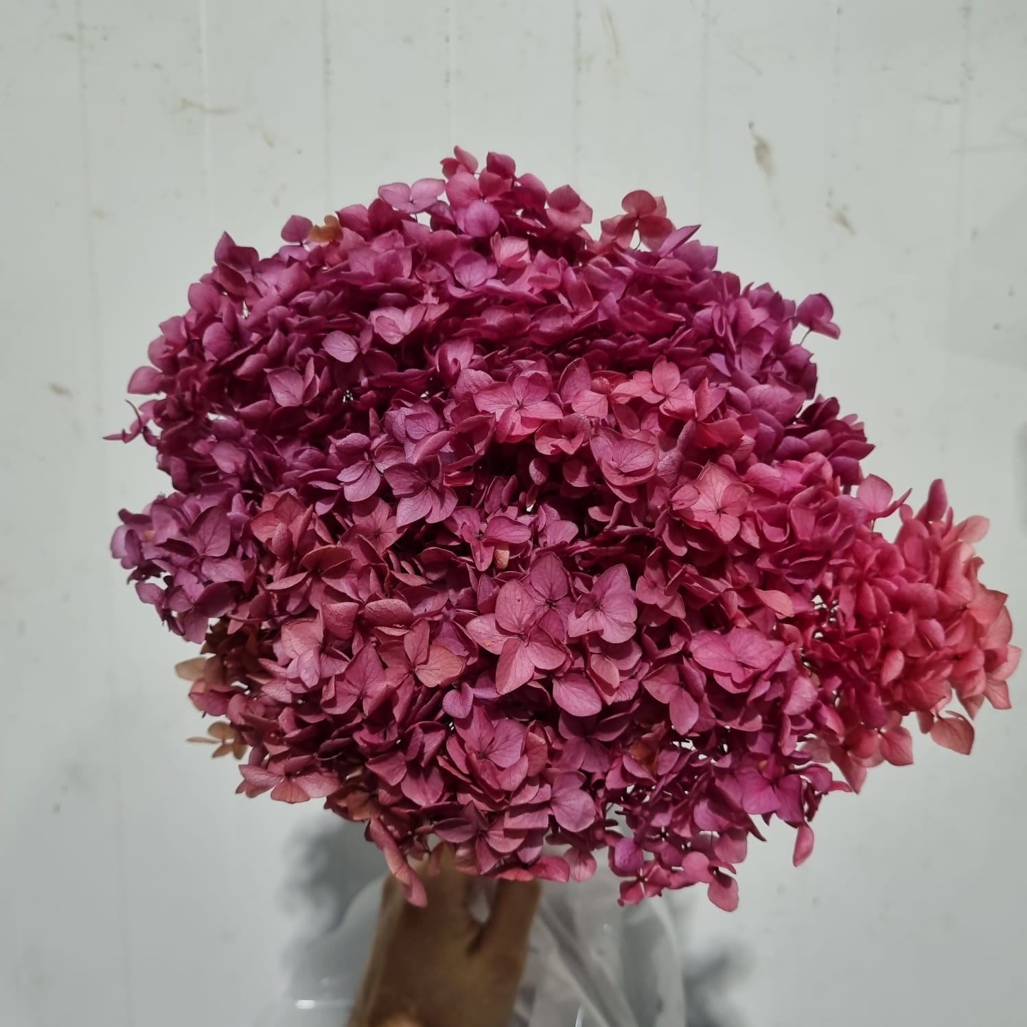 Preserved Hydrangea Violet – China