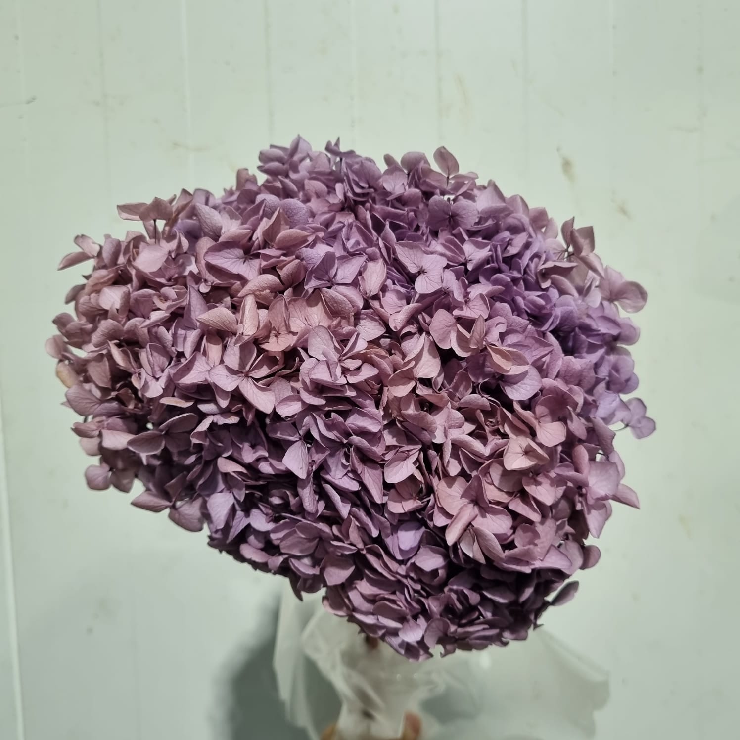 Preserved Hydrangea Lilac – China