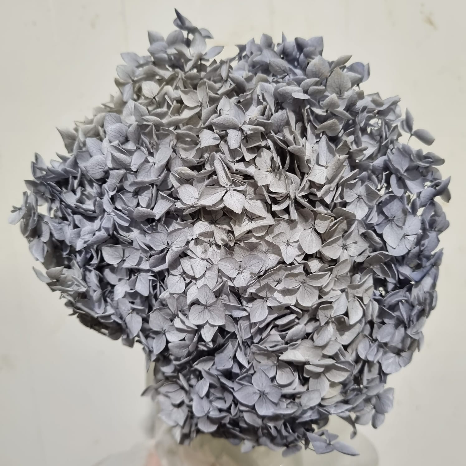 Preserved Hydrangea Gray – China