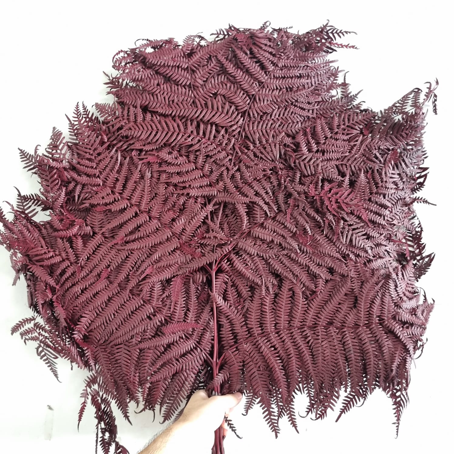 Big Fern Burgundy – Italy