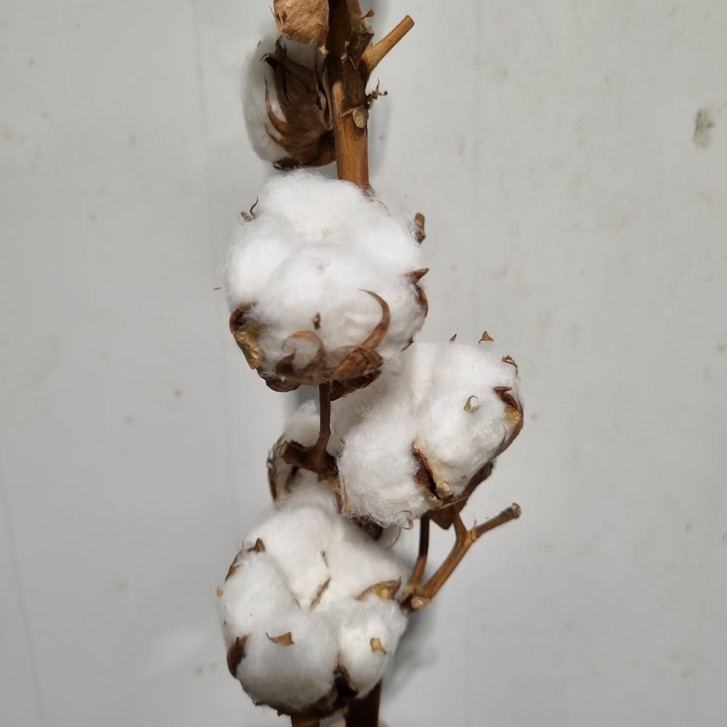 Gossypium (Cotton) – Israel