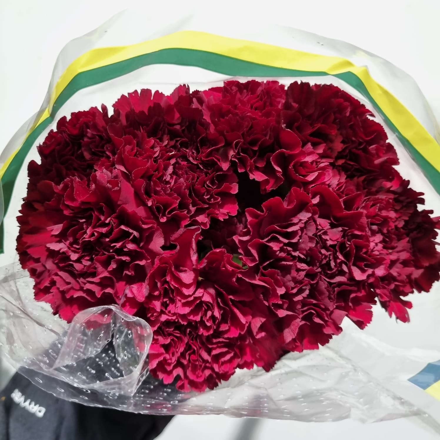 Carnation Burgundy