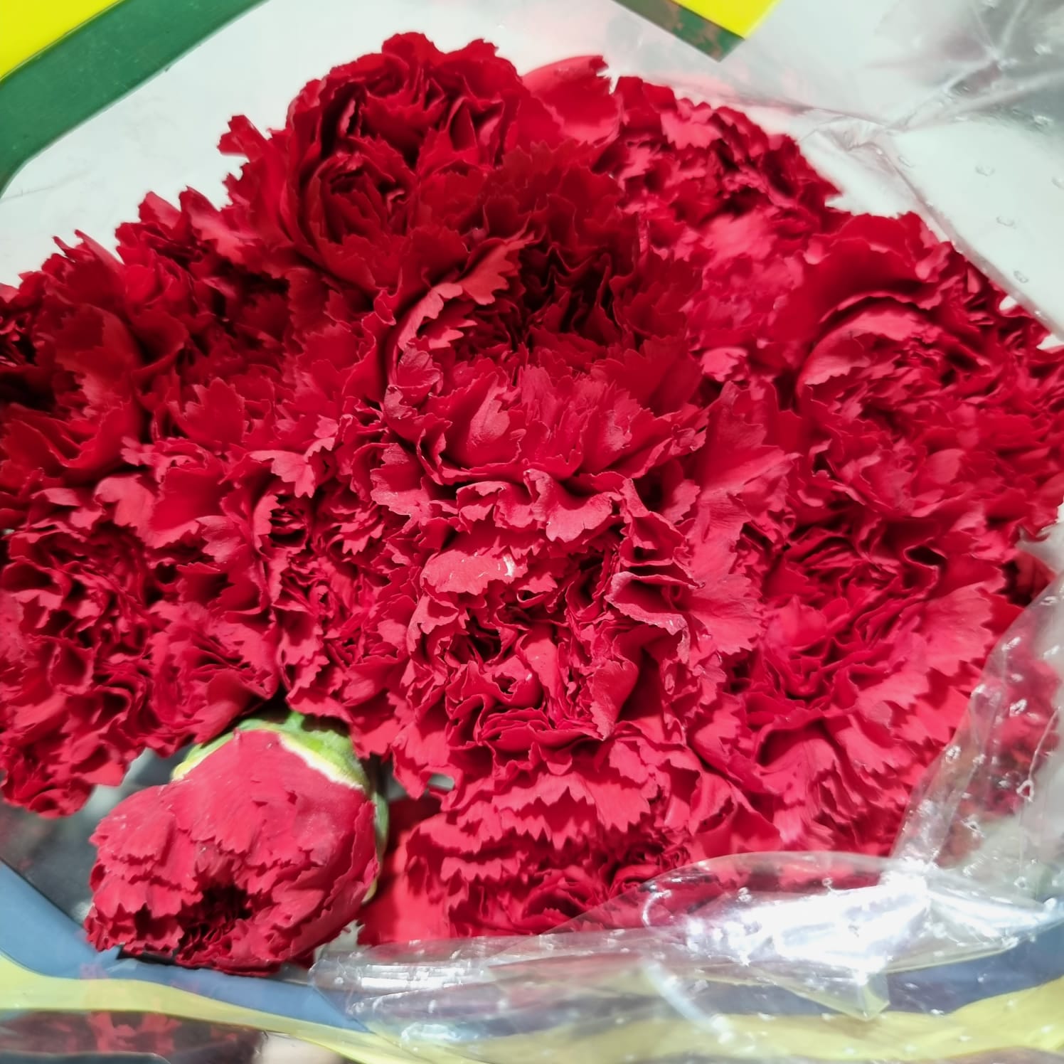 Carnation Red