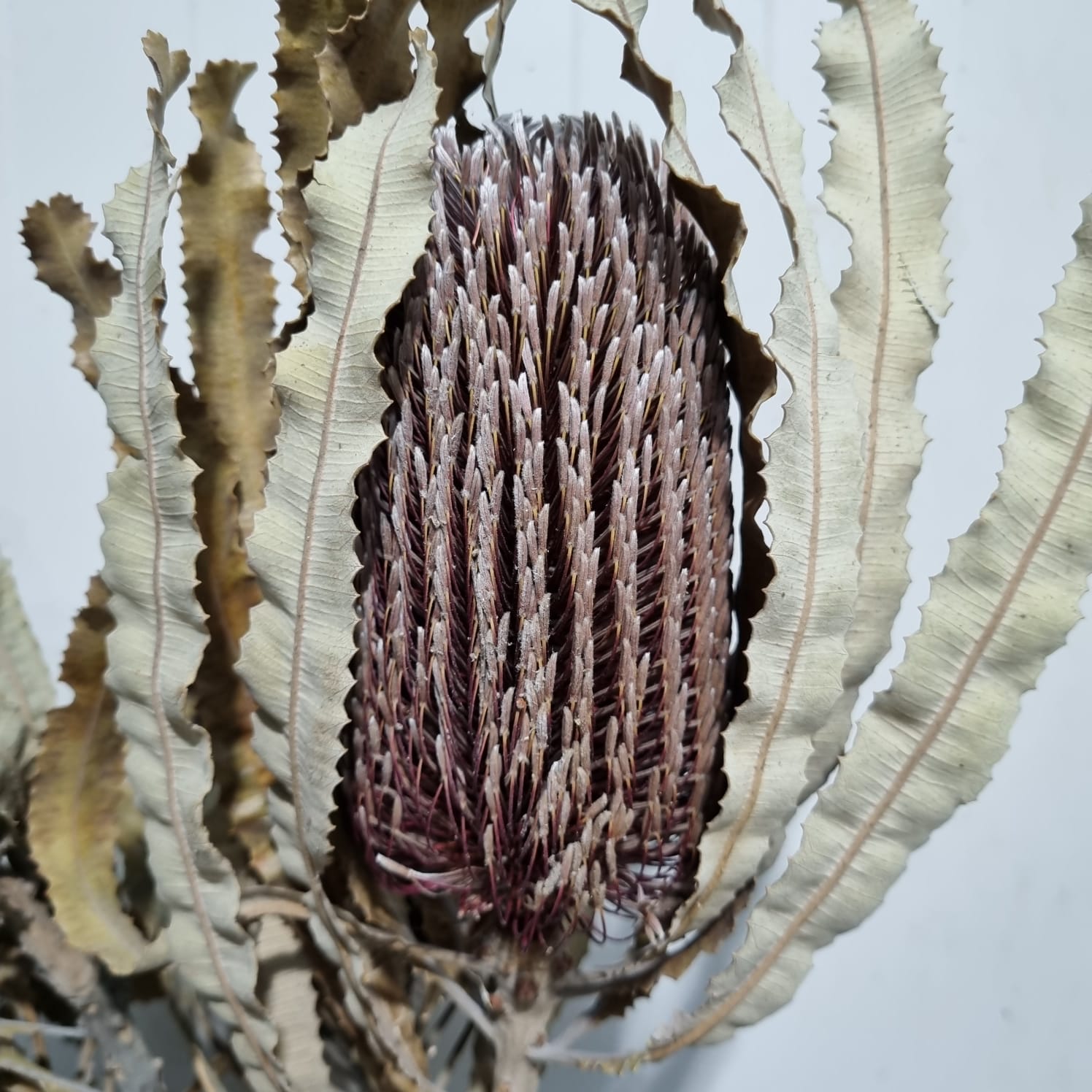 Banksia Natural