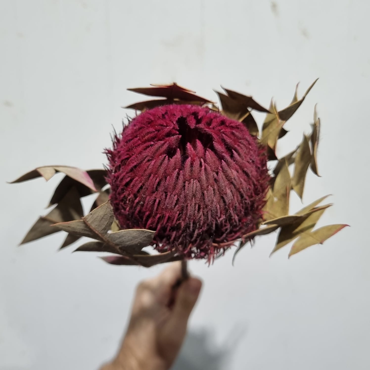 Banksia Maroon (Short head)