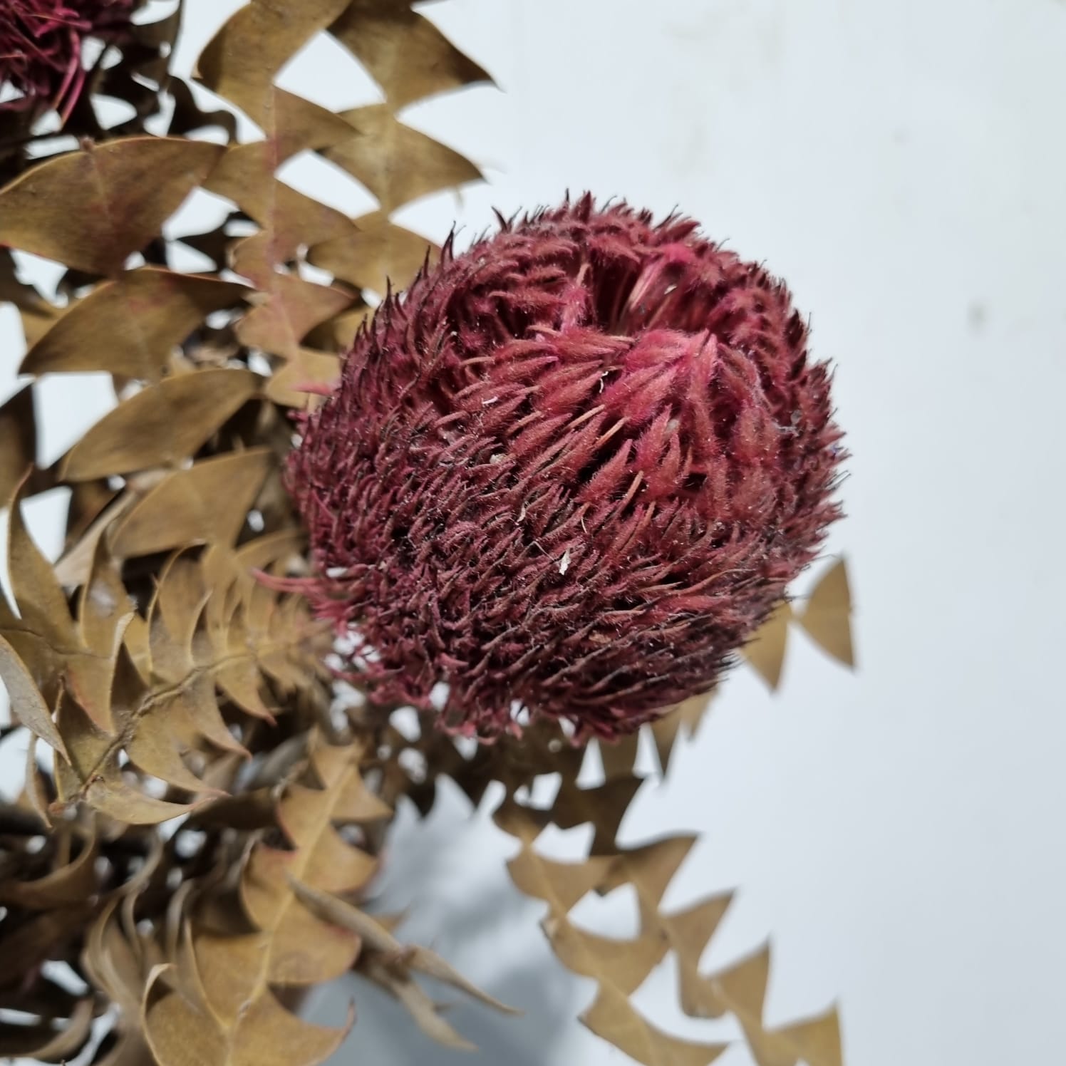 Banksia Burgundy (Short head)