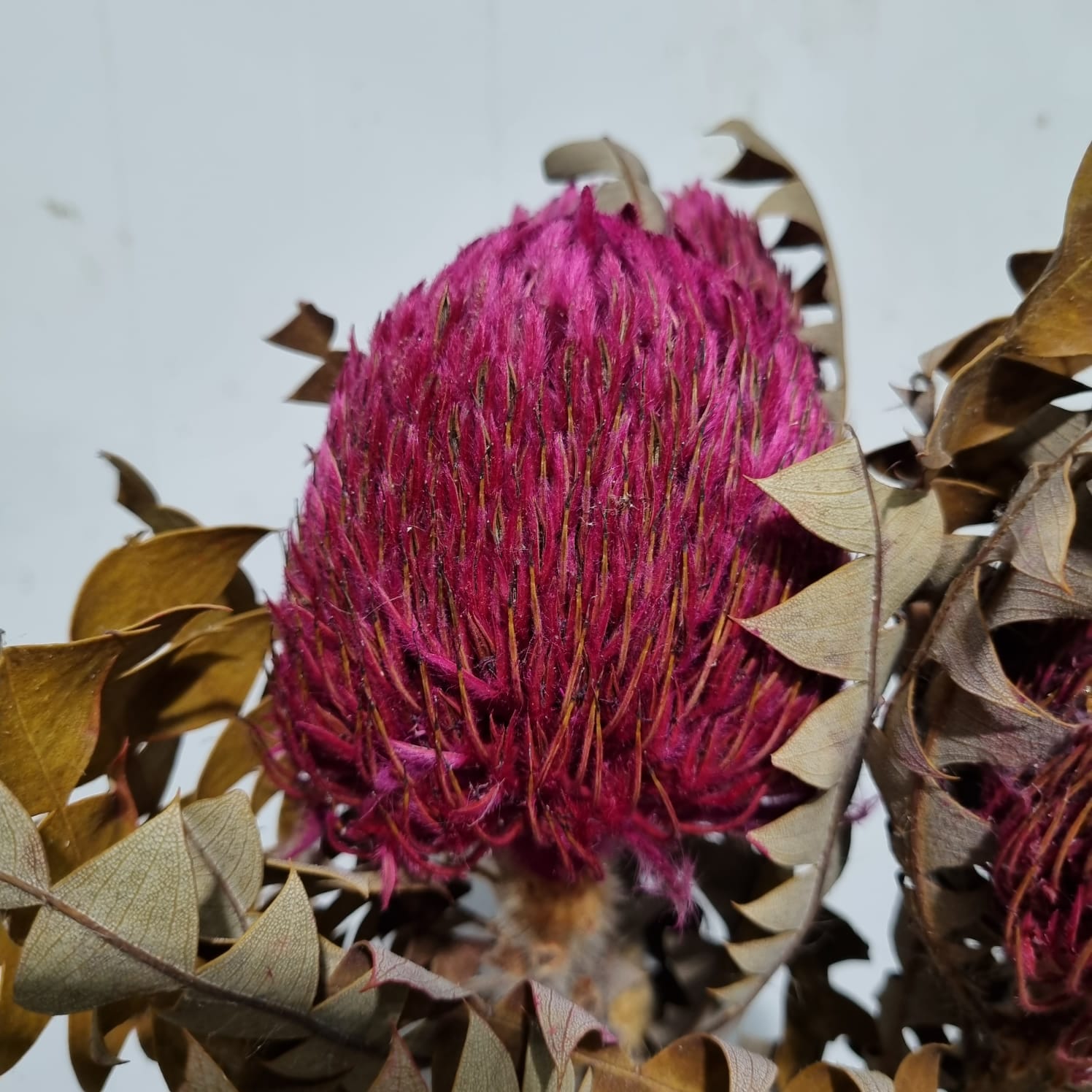 Banksia Hot pink (Short head)