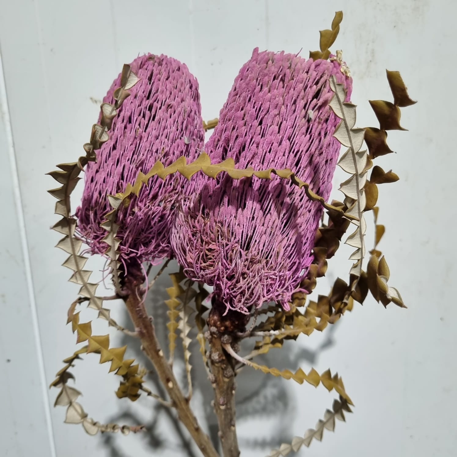 Banksia Pink