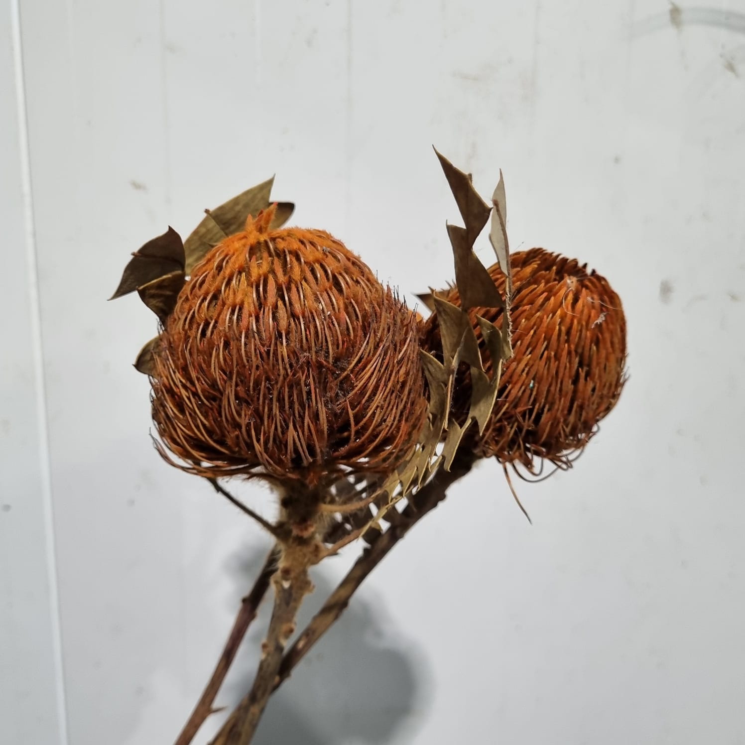 Banksia Orange (Short head)