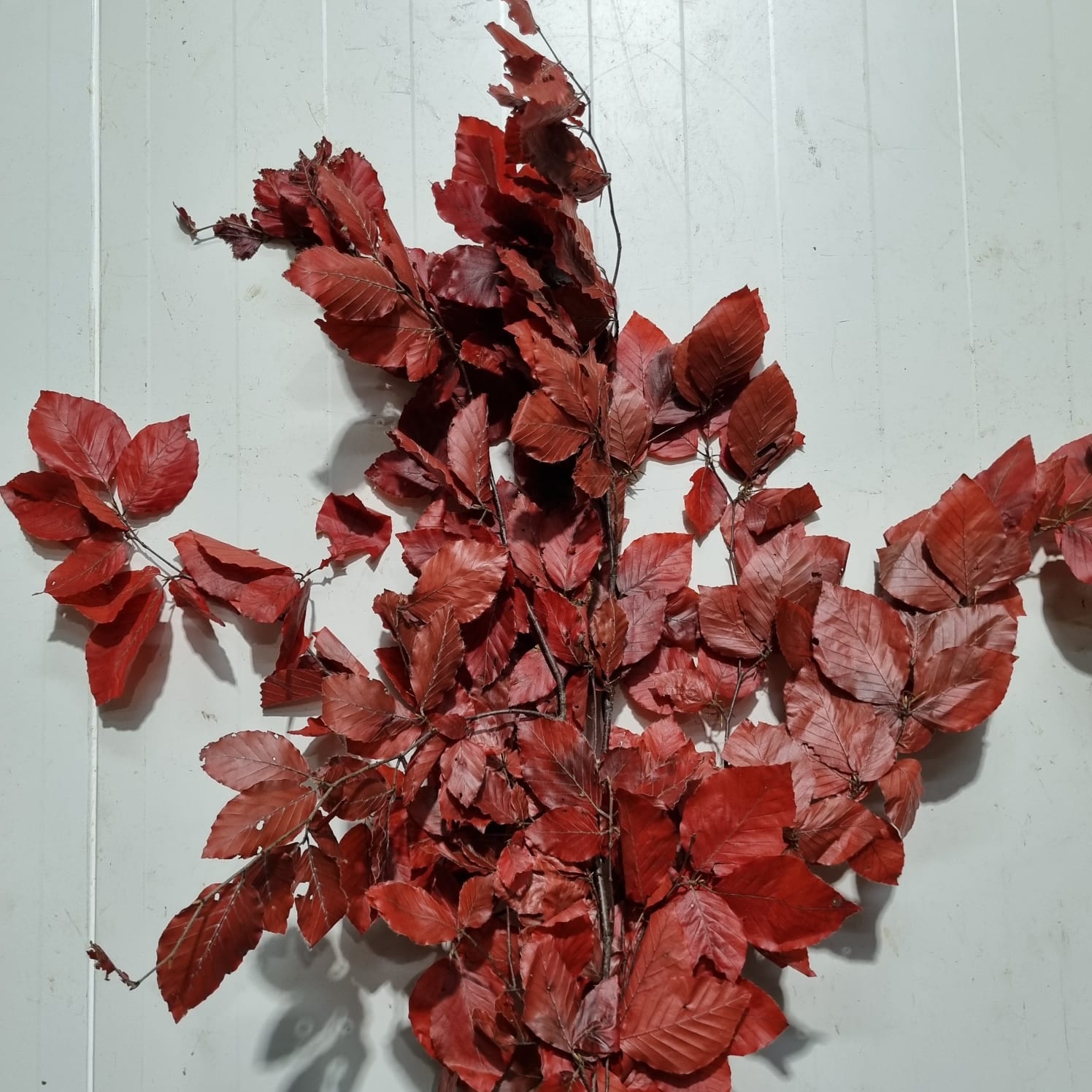 Preserved Copperbeech Red – Italy