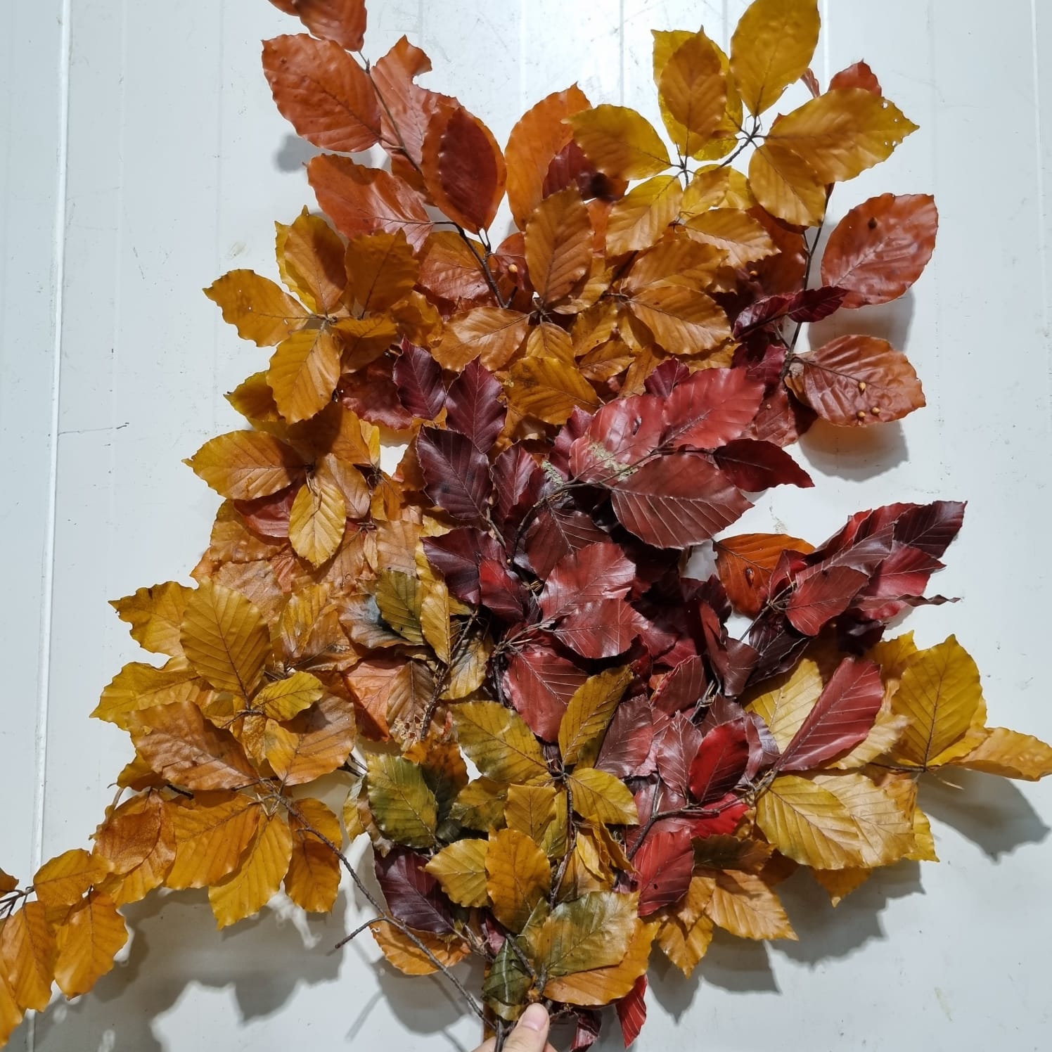 Copperbeech assorted – Italy