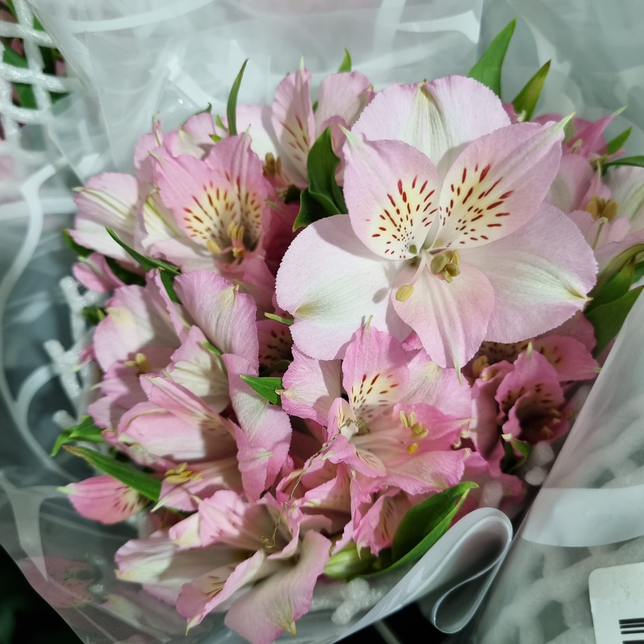 Alstroemeria Pink